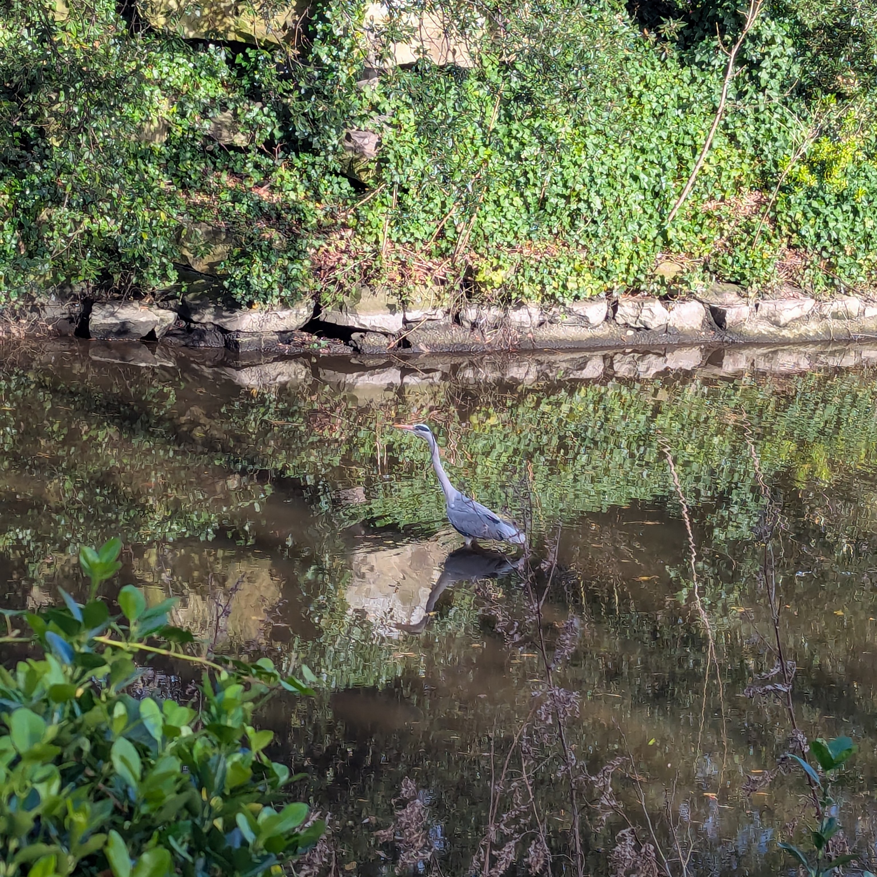 Heron in St. Stephan’s Park